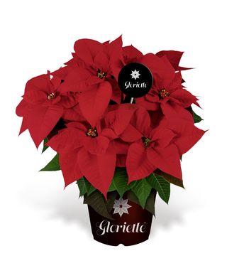 Innovative Züchtung